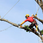 The Arboreal Maestros: Certified Arborist Tree Service and the Artistry of Urban Greenscapes
